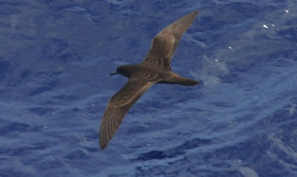 Wedge-tailed shearwater